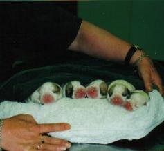 Litter at  1 Day old