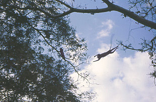 Sidebar: Picture