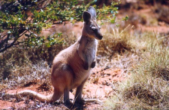 skippy and his mates