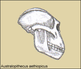 Cr&aacute;neo de Australopithecus aethiopicus