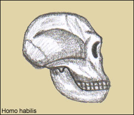 Cr&aacute;neo de Homo habilis