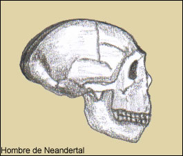 Cr&aacute;neo del Hombre de Neandertal