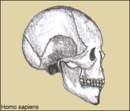 Cr&aacute;neo de Homo sapiens