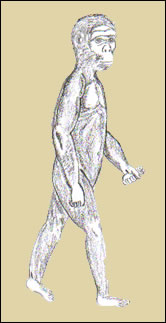 Homo habilis