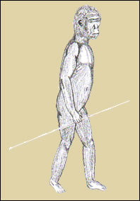Homo ergaster