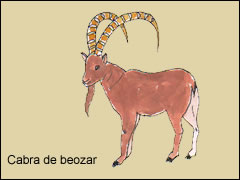 La cabra de beozar, antecedente salvaje de la cabra