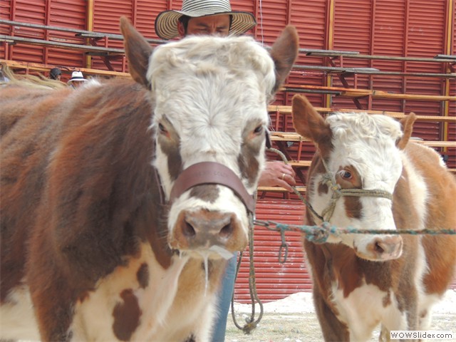Feria Ganadera.