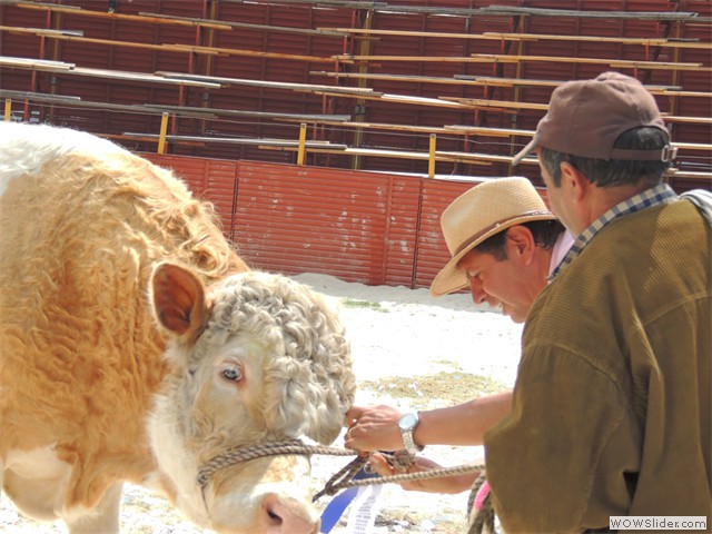 Feria Ganadera.
