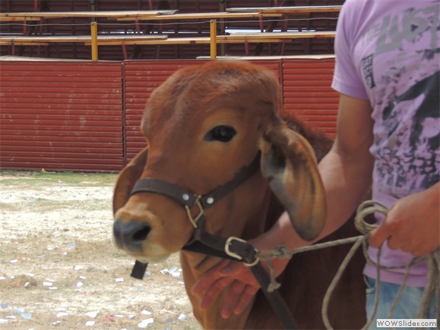 Feria Ganadera.