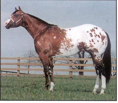 Horsey!