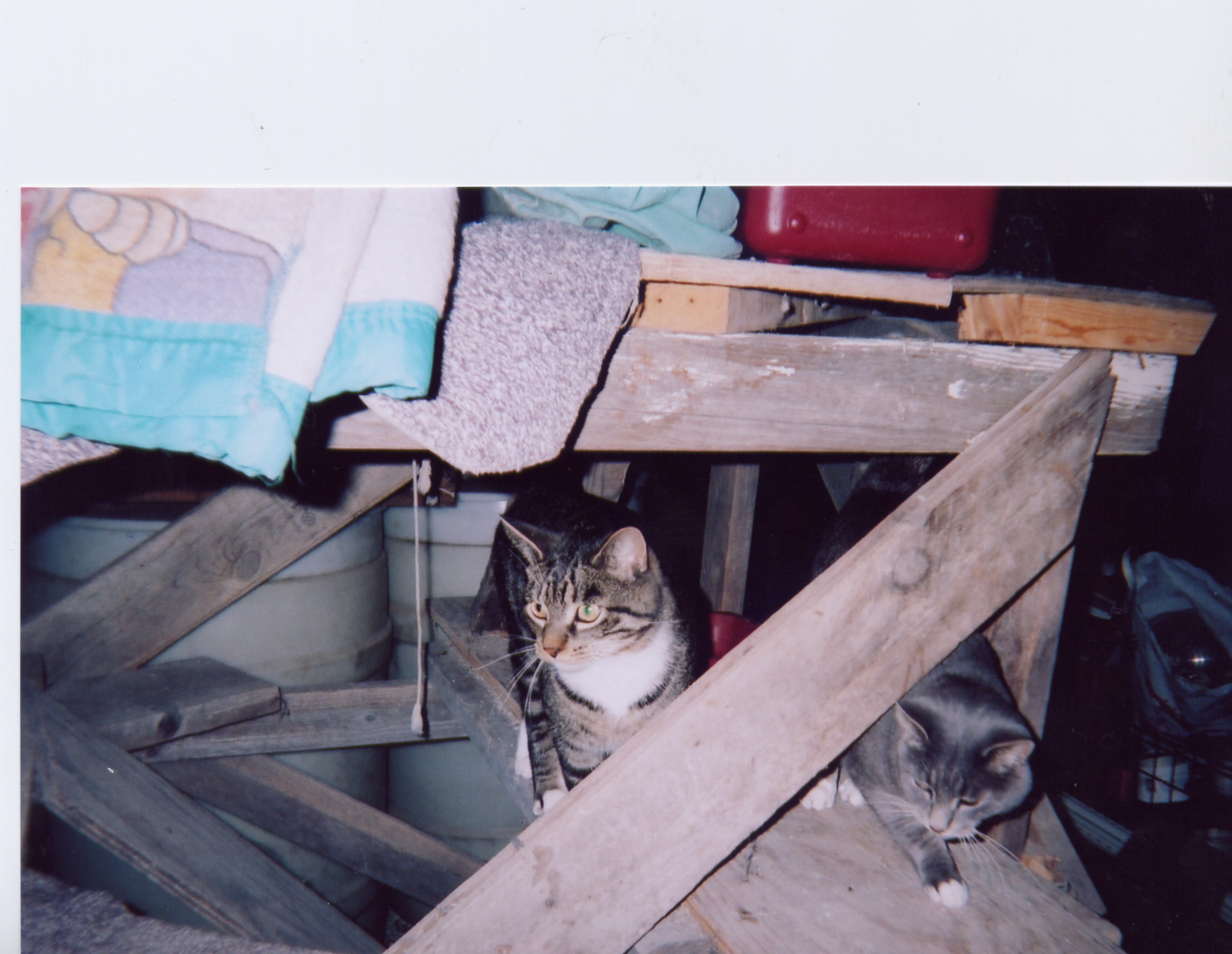 So, these are my cats, Tigger and Duster.