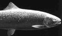 STEELHEAD