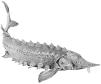 STURGEON