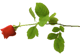 roseleft