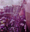 amb33.GIF (12090 bytes)