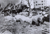 amb9.GIF (7389 bytes)