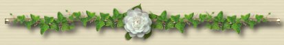 White Rose