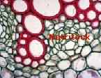 Cells Enzymes