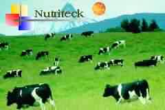Bovine Colostrum