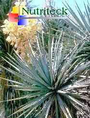 Yucca Schidigera Extracts