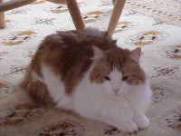 Magnum Adjusting to Life with Jack.jpg (61121 bytes)