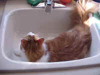 Magnum laying in the Sink.jpg (41790 bytes)