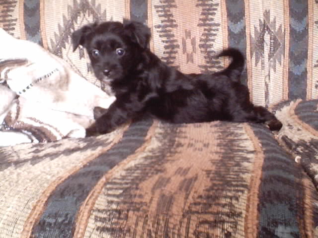 5 weeks old&nbsp; Tri-color Black, tan, white $350&nbsp; ~ Still available~