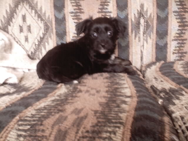 5 weeks old&nbsp; Tri-color&nbsp; Black, tan, white $350&nbsp; ~Still available~