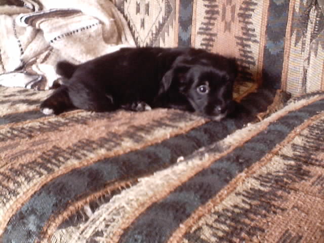 5 weeks old&nbsp;&nbsp; Tri-color Black,tan, white $350&nbsp; ~Still available~