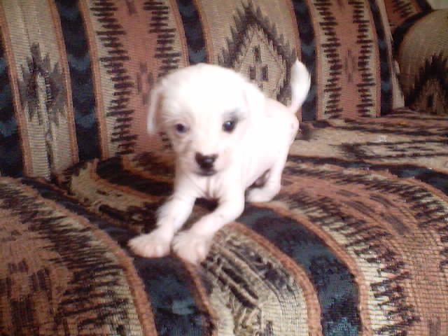 Boy 5 weeks $400