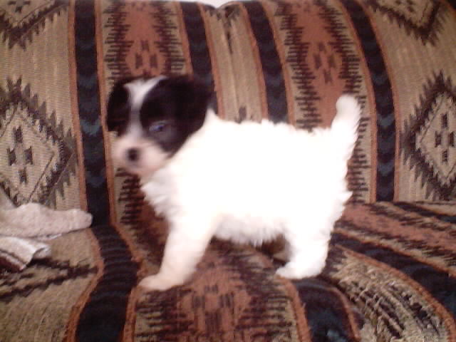 White puff girl $350