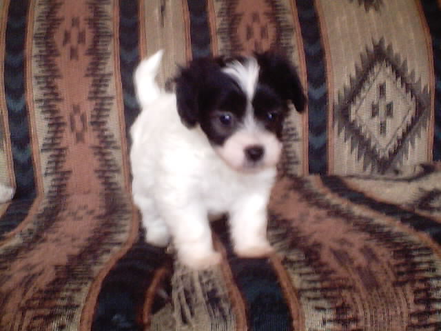 White puff girl $350