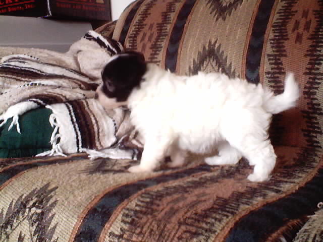 White puff girl $350