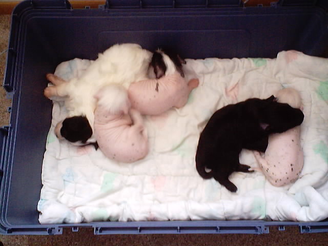 Pups at 4 weeks