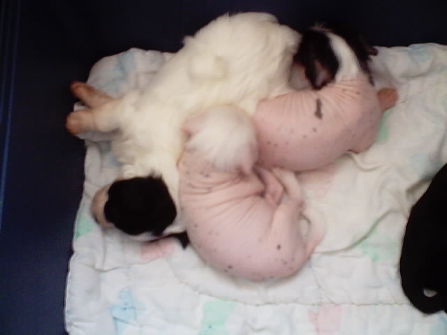 Pups at 4 weeks