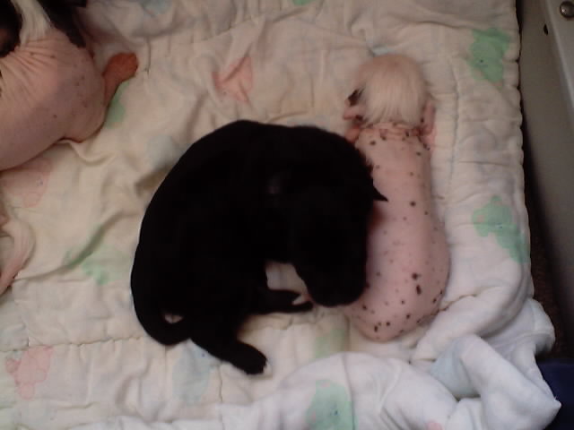 Pups at 4 weeks