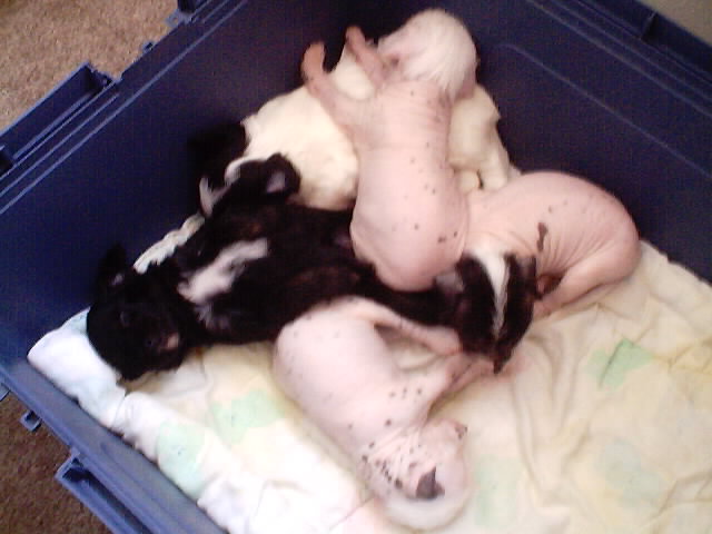 Pups at 4 weeks