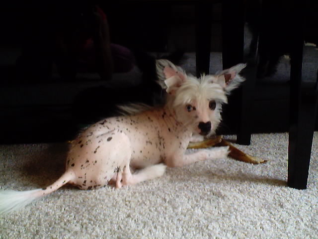 14 weeks old $400&nbsp;&nbsp; taken 6/10/02