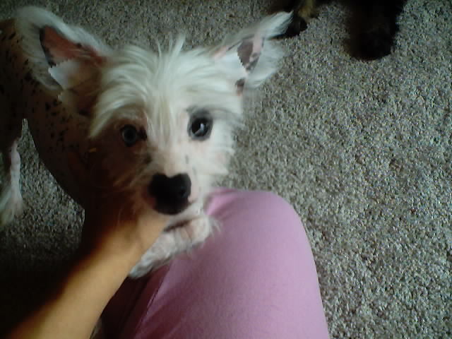 His right eye is crystal blue. $400&nbsp;&nbsp; taken 6/10/02