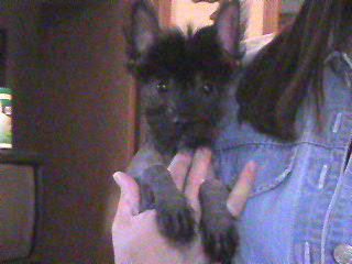Poppy ~ True hairless male~ FOR SALE see his page