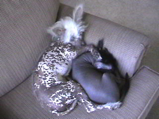 Tinkerbell & Poppy