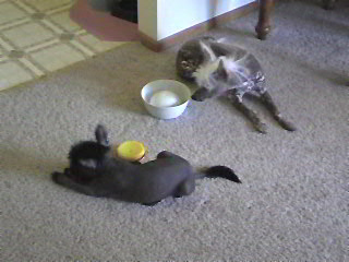 Poppy & Tinkerbell