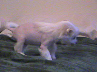 Angel 6 weeks