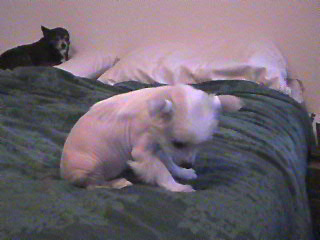 Angel 6 weeks