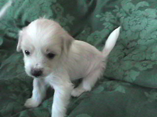 Angel 4 weeks