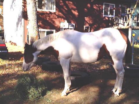 Chance ~ 1997 Pinto mare