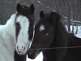 Chance & Pacer