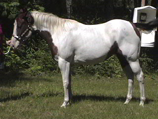 Chance ~ 1997 Pinto mare