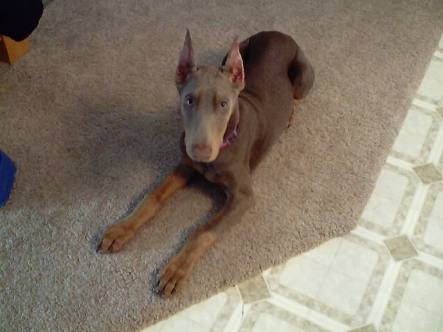 Chilly 4 mths~ fawn Doberman