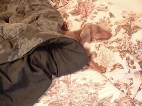 "Chilly" ~ 8 weeks old Fawn AKC female Doberman~Northwinds Just Chillin